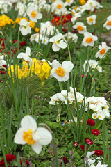 Tulipes jaune saumon et narcisse blancs dans un massif	