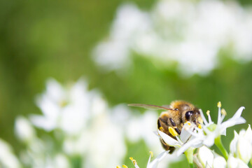 Honey bee apis mellifera on white flower while collecting pollen on green blurred background close up macro.