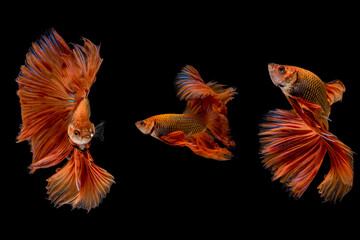 motion of multi color fighting fish isolated on black background.	