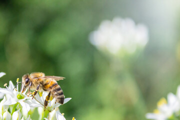 Honey bee apis mellifera on white flower while collecting pollen on green blurred background close up macro.