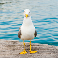 Seagull on a pier close to the water 
