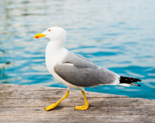 Birds. Seagull on a pier close to the water in summer day