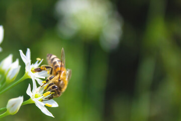Honey bee apis mellifera on white flower while collecting pollen on green blurred background close up macro.