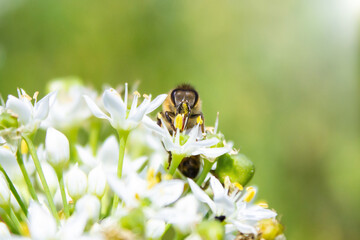 Honey bee apis mellifera on white flower while collecting pollen on green blurred background close up macro.
