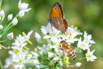 Honey bee Apis mellifera pollinating white flower on the background of a butterfly Coenonympha pamphilus close up macro on green blurred background - obrazy, fototapety, plakaty