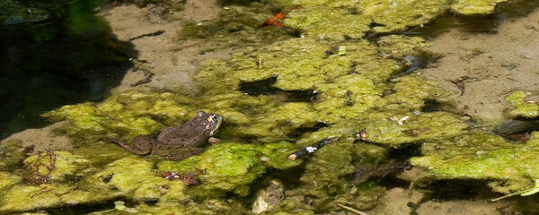 Grenouille rieuse - pelophylax ridibundus
