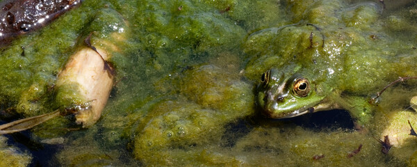 Grenouille rieuse - pelophylax ridibundus
