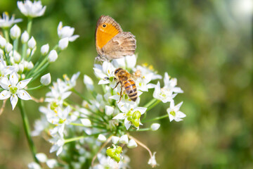 Honey bee Apis mellifera pollinating white flower on the background of a butterfly Coenonympha pamphilus close up macro on green blurred background