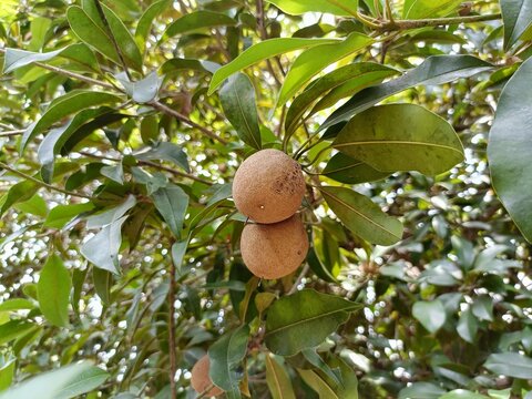 Pair of Chikku fruit sapote  in th plant  