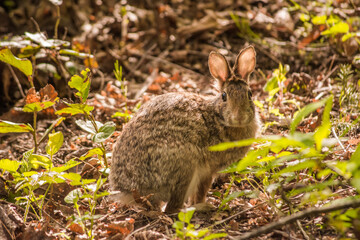 Eastern Cottontail Rabbit (Sylvilagus floridanus) look in the eyes in spring brush