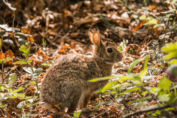 Eastern Cottontail Rabbit (Sylvilagus floridanus) in spring brush