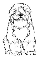 Vector illustration of black and white bobtail. Hand drawn dog.