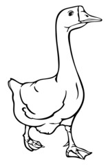 Vector illustration of black and white goose. Hand drawn goose.