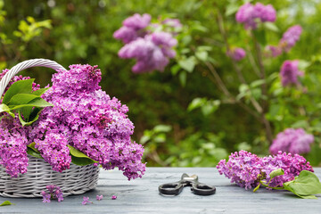 Freshly cut flowers of lilac and scissors on a wooden table in the garden.