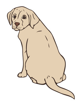 Vector illustration of dog colored and depicted by a line. Hand drawn labrador.