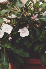 Flores en la Naturaleza