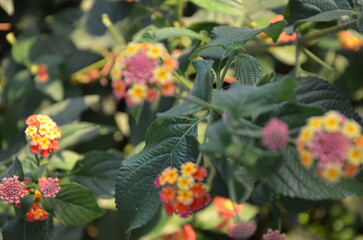 Photos taken on a stroll through the beautiful Aqueducts Park in Rome, with the majestic ruins of ancient Roman aqueducts and trees