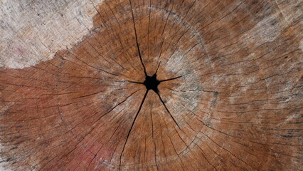 cut wood texture, close-up, for background.