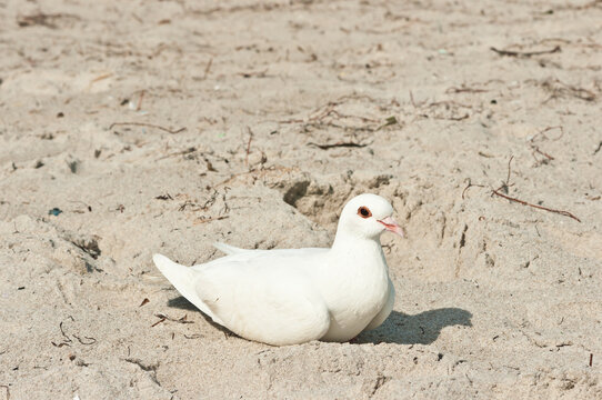 Front, Top View, Close Distance Of A White Pigeon, Settling Don On The Warm,  Sand Of A Tropical Beach