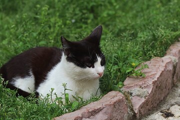 Kot odpoczywający na trawie