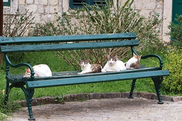 Koty leżące na ławce w mieście Kotor w Czarnogórze - obrazy, fototapety, plakaty
