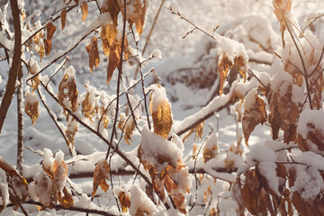 Hornbeam tree leaves covered with snow. Fresh big snow on the branches of a hornbeam tree.