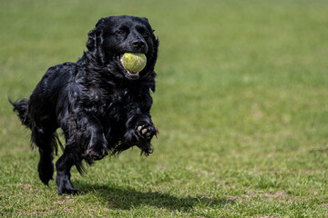 Obraz premium Little Black Dog Bringing the Ball