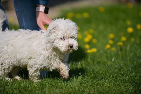 Women petting and playing with a white puli cub puppy dog standing on a green grass. Pet friendship photography.