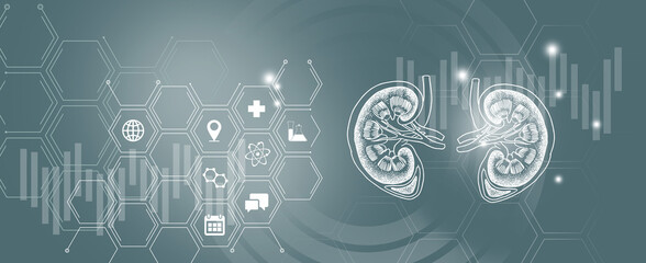 Graphic illustration of kidneys organ visualization. Healthcare concept background with medical icons.