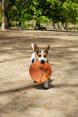 Cane, dog