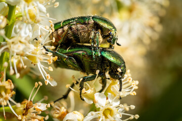 Rose chafer ( Cetonia aurata ) procreating on a flower