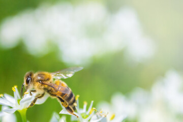 Honey bee apis mellifera on white flower while collecting pollen on green blurred background close up macro.