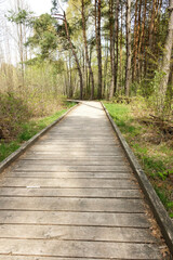 Fototapeta na wymiar educational footpath through the swamp in Poleski National Park in Poland