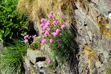 stone wall with flowers