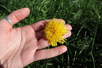 hand and dandelion