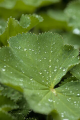 Grüne Blätter eines Frauenmantels Alchemilla mit Regentropfen als Wasserperlen am frühen Morgen