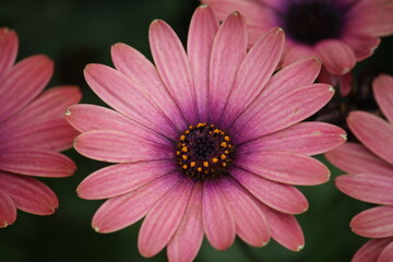 Fototapeta premium pink flower