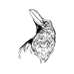 illustration black and white lines graphics animal bird raven