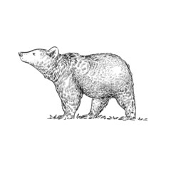 illustration black and white lines nature animal bear