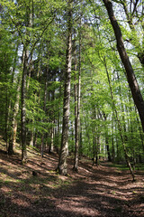 Wald, Laubwald, Bäume, Buchen, Eichen, Laubbaum, Frühling, Baumstamm, Rinde, Waldweg, Natur