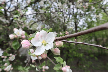 apple flower