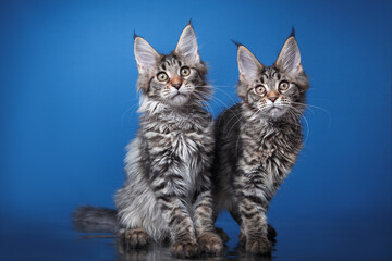 two Maine Coon Kittens on a dark blue background. cat portrait in photo studio