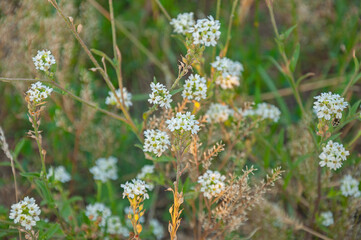 Meadow with blooming Berteroa incana plant background