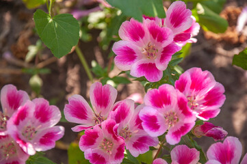 Naklejka na ściany i meble Close-up blooming clarkia in the garden