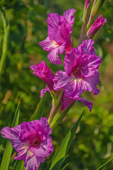 Purple Iris flower in the garden