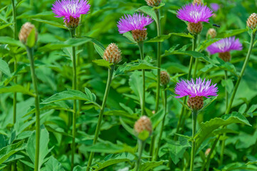 Floral background with purple psephellus flowers and flying bee