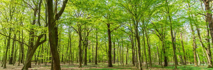 Fototapeta na wymiar Panorama of a beautiful green deciduous forest in spring