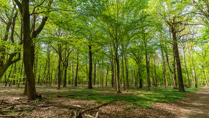 A green deciduous forest in spring