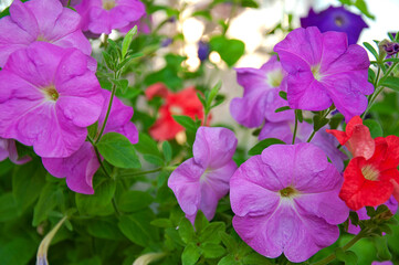 Blooming colorful petunia in the garden close-up