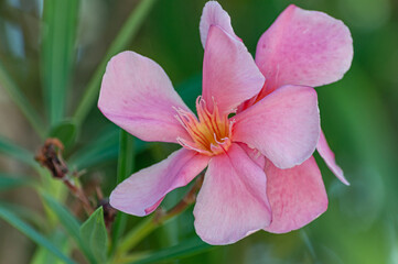 Closeup selective focus shot of a salmon pink oleander flower in the garden with green leave